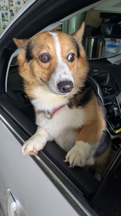 Dog
