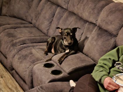 View Sammy (in Foster) the Dog Photo #1