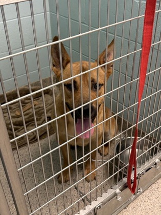 Help Rehome This Dog Dog