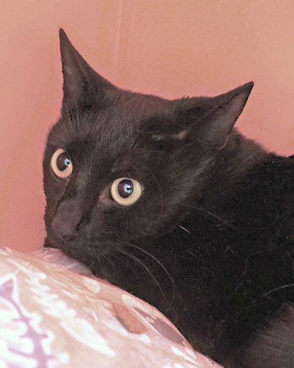 View Owl the Cat Photo #1