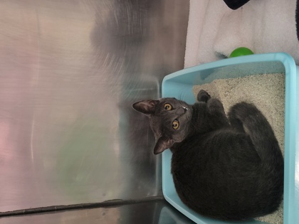 Help Rehome This Cat Cat