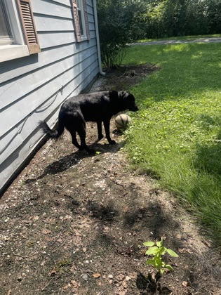 View Lost Dog Photo #1