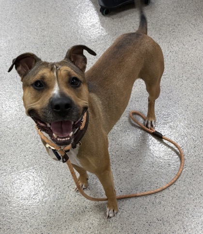 View Symba the Dog Photo #1