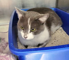 View Prada (at Smitten Kitten) the Cat Photo #2