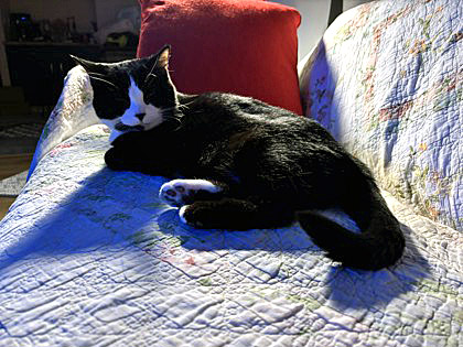 Learn More About Miss Bibs (in Foster)