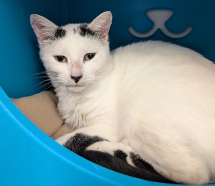 View Vap the Cat Photo #2