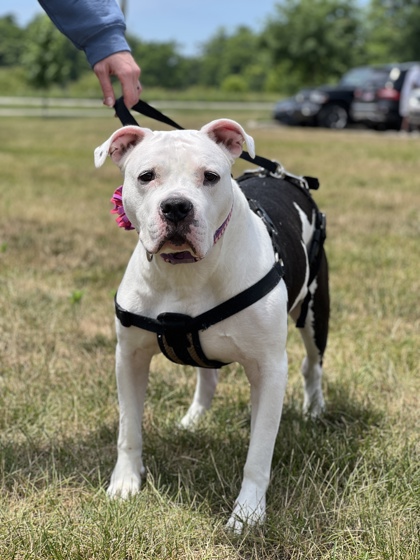 View Chyna the Dog Photo #1