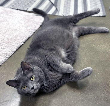 View Hootie (in Foster) the Cat Photo #1