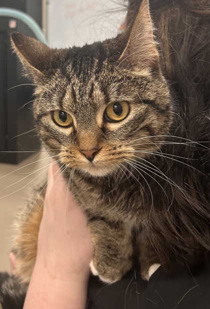 View Wrigley the Cat Photo #1