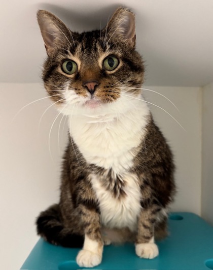 View Libby the Cat Photo #2