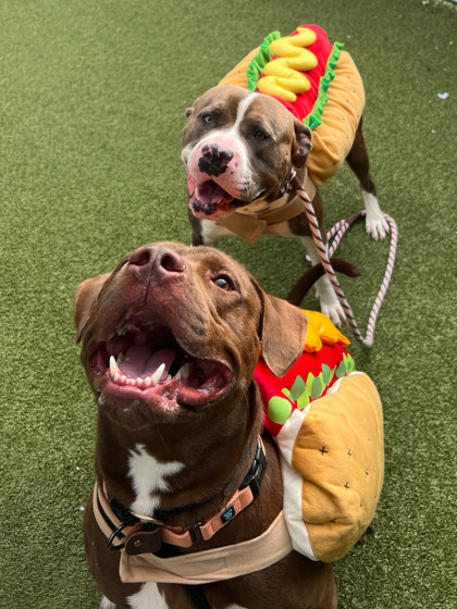 Learn More About Chase (bonded With Kane) Photo of Chase (bonded with Kane)
