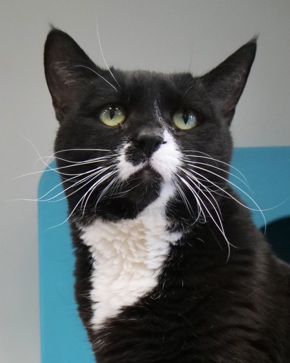 Learn More About Tiana (in Foster)