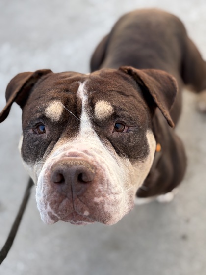 View Drizzie the Dog Photo #1