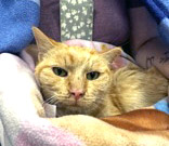 ALADDIN (IN FOSTER) - Domestic Shorthair / Mix available for adoption