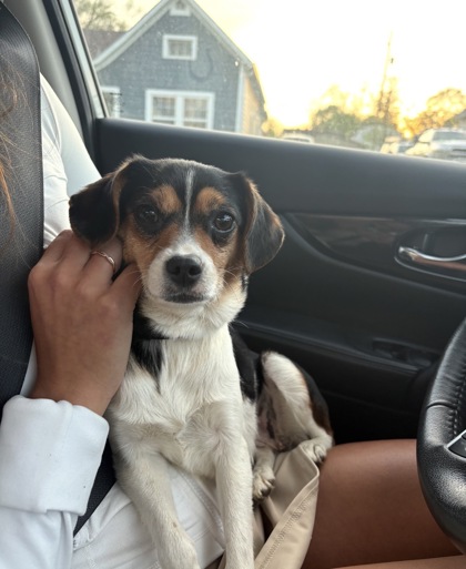 View Found Dog Photo #1