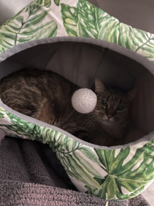 Help Rehome This Cat Cat