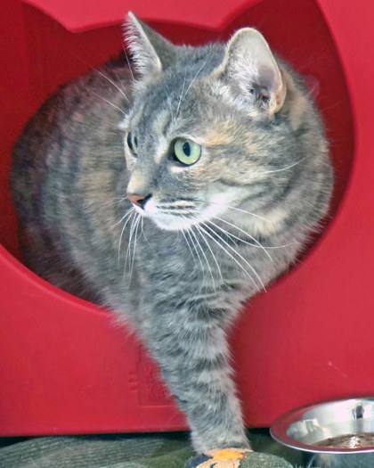View Bliss the Cat Photo #2