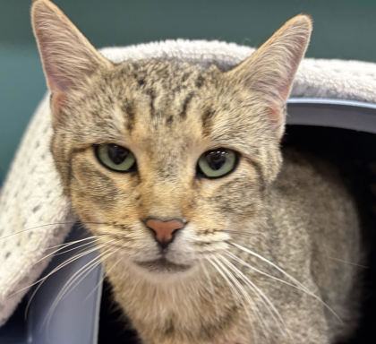 ANDI - Domestic Shorthair / Mix available for adoption