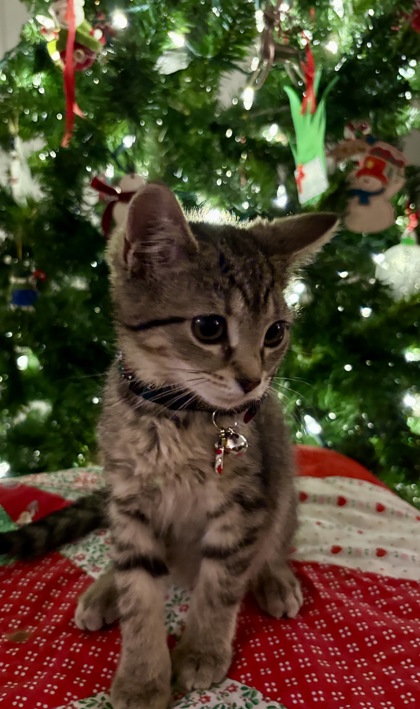 View Nala the Cat Photo #2