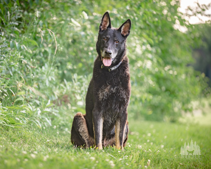 View Grimm the Dog Photo #2