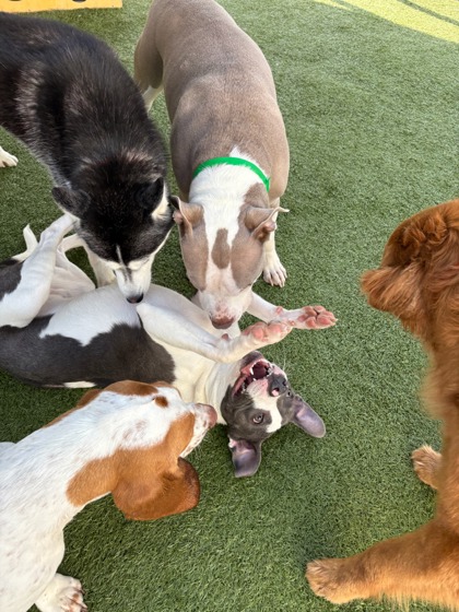 View Mister Gidget the Dog Photo #2
