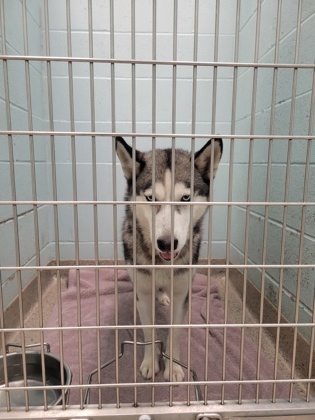 Help Rehome This Dog Dog