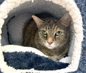 View Charlie (in Foster) the Cat Photo #2