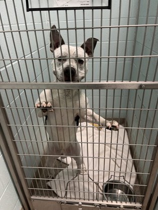 View Aries the Dog Photo #1