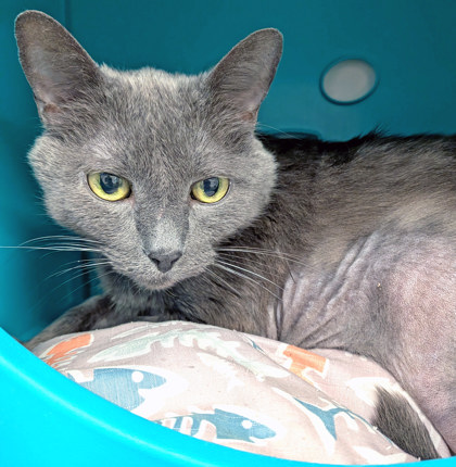 View Marley (Bonded To Foomf) (in Foster) the Cat Photo #1