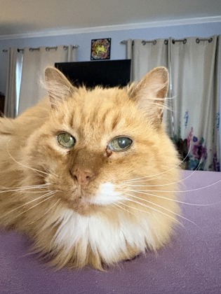 View Charlie Brown the Cat Photo #2