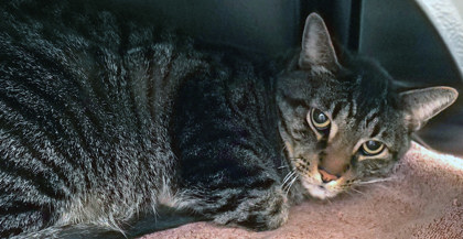 View Z (in Foster) the Cat Photo #1