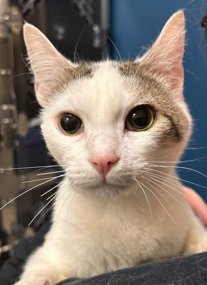 Learn More About Olaf Photo of Olaf
