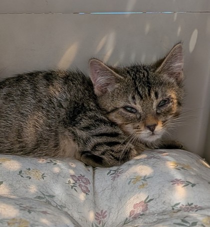Help Rehome This Cat Cat