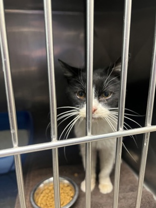 Learn More About Ichabod