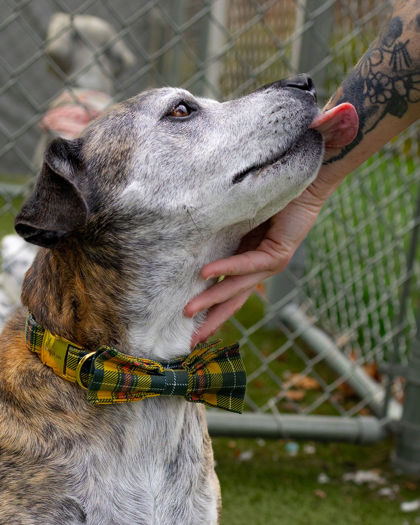 View Pygmy the Dog Photo #1