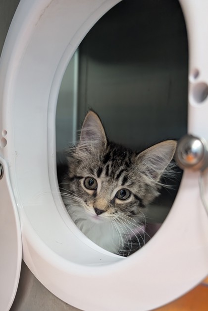 View April Ludgate the Cat Photo #2
