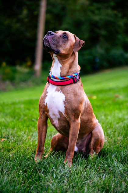 View Jaxon James the Dog Photo #2