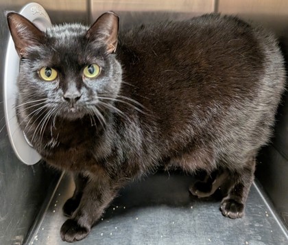 Learn More About Nero Photo of Nero