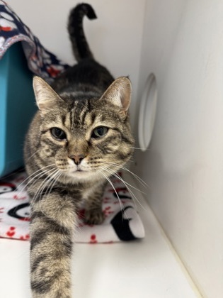 View Sweet Mama the Cat Photo #1