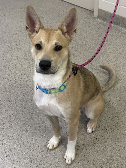 Learn More About Kango Photo of Kango