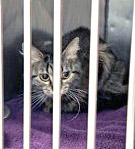 View Sweet & Sour (bonded To Tahini) the Cat Photo #3