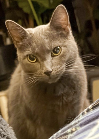 Have You Seen Jellybean? Cat