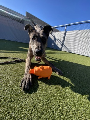 View Mr. Bobinsky the Dog Photo #1