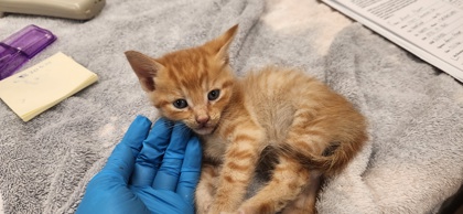 Learn More About Tiny Photo of Tiny