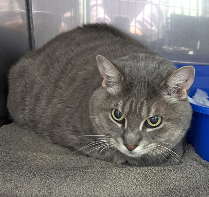 View George the Cat Photo #2