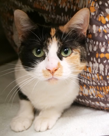 Photo of Gypsy