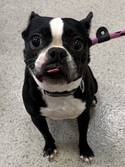 Help Rehome This Dog Dog