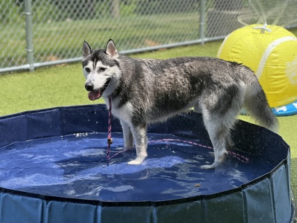 View Loki Poki the Dog Photo #2