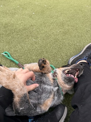 View Lola Moon the Dog Photo #1