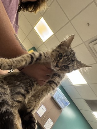 Help Rehome This Cat Cat